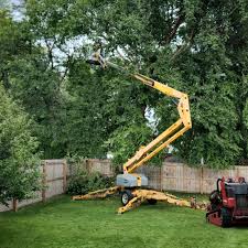 Best Tree Preservation Services  in Hamilton College, NY