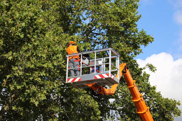 Trusted Hamilton College, NY  Tree Services Experts